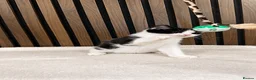Domestic Shorthair cats for sale: Stunning Kittens | Bella's Litter | Ready Now - Advert 5