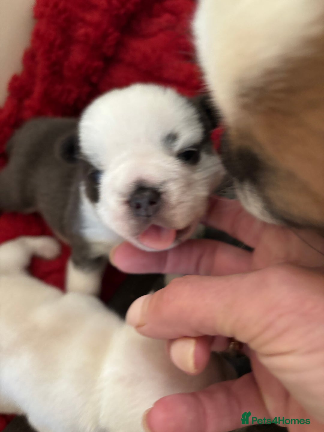 French Bulldog dogs for sale: Kc registered French bulldogs  - Image 13