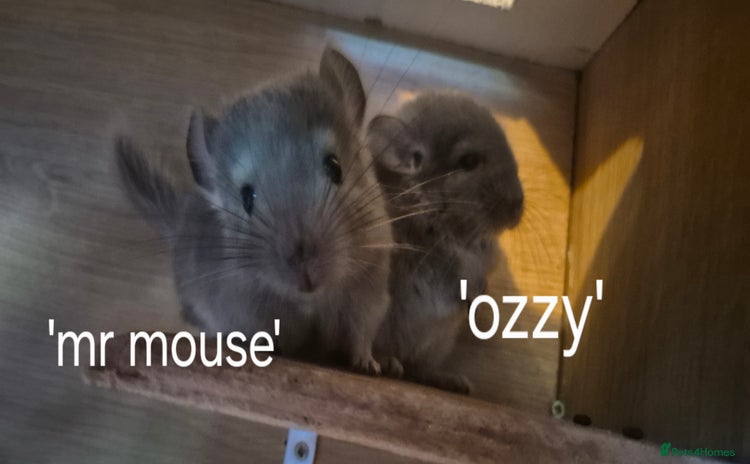 Chinchilla rodents - Advert 1