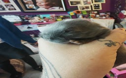 Lionhead rabbits for sale: 4 baby Lionhead rabbits - Advert 34