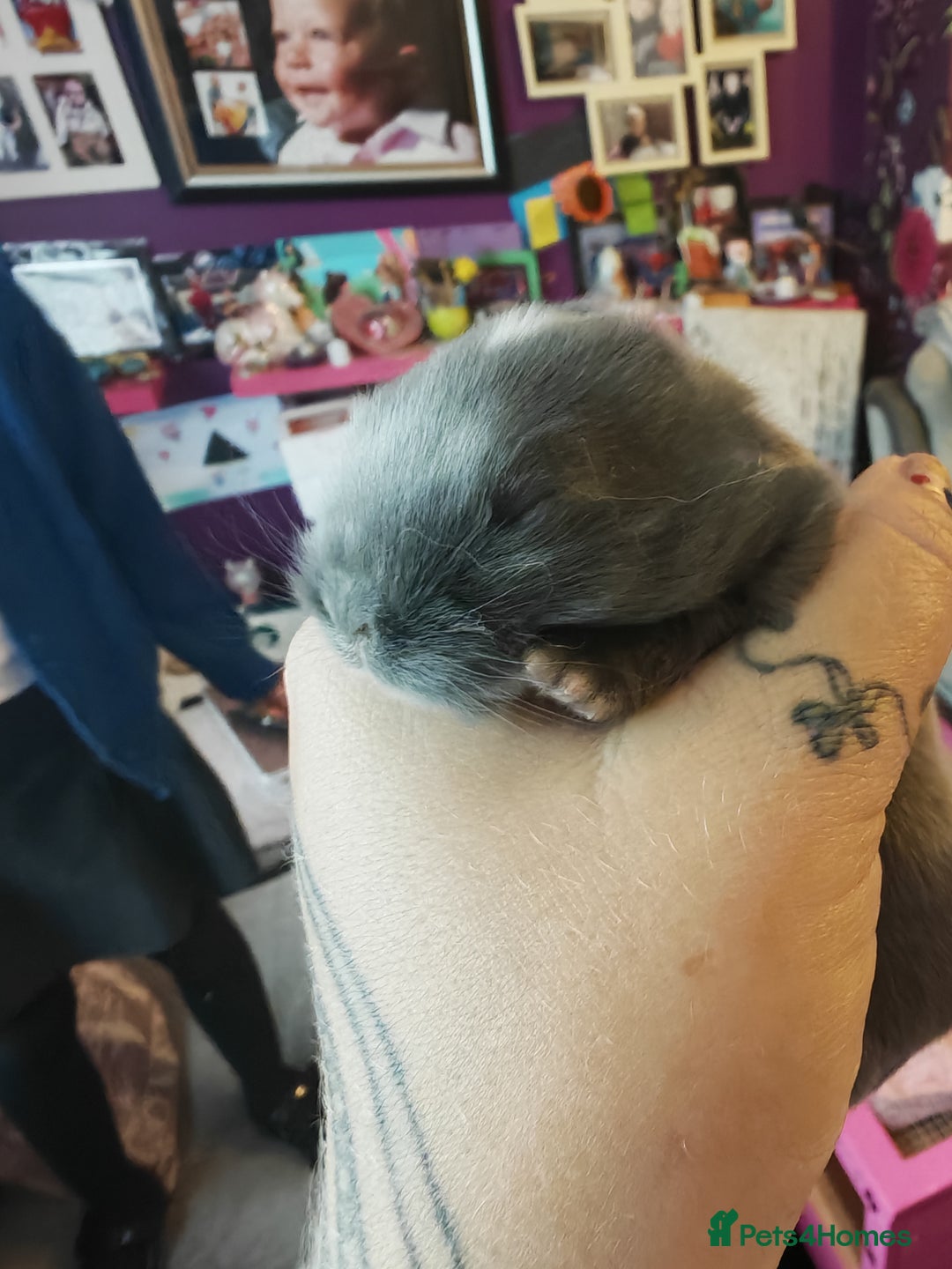 Lionhead rabbits for sale: 4 baby Lionhead rabbits - Advert 34