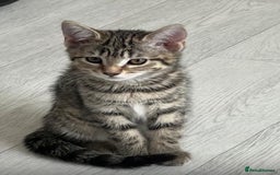 Bengal cats for sale: Gorgeous half bengal kittens for sale. READY NOW  - Image 4