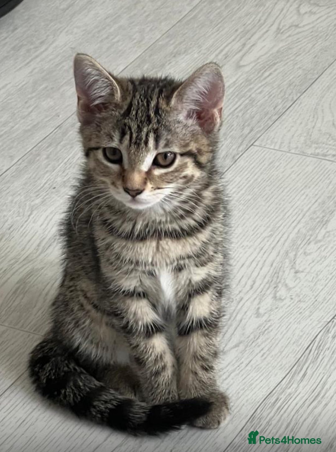 Bengal cats for sale: Gorgeous half bengal kittens for sale. READY NOW  - Image 4