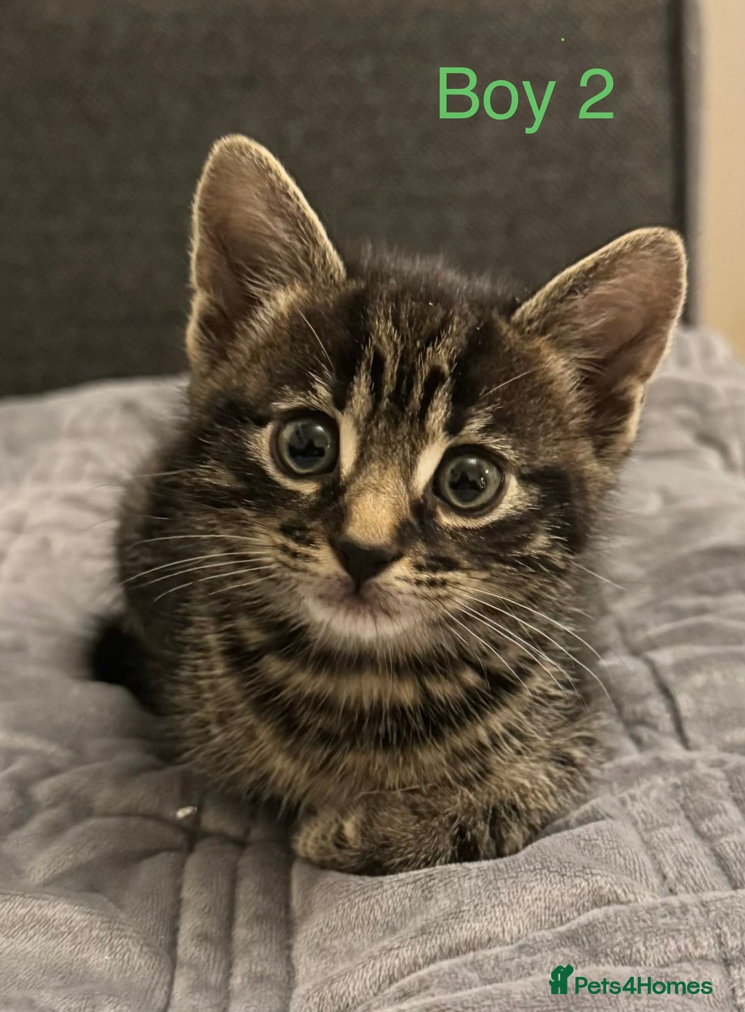 Mixed Breed cats for sale: Gorgeous Kittens ready to go in 2 weeks - Advert 4