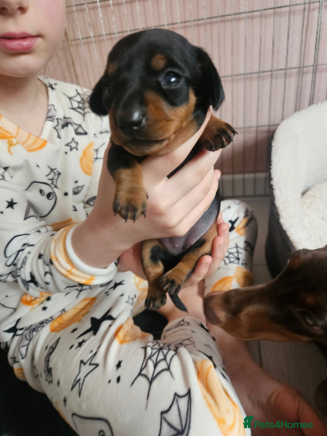 Miniature Dachshund dogs for sale: Beautiful daushounds puppys - Advert 4