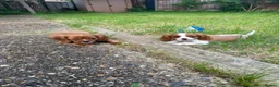 Cavalier King Charles Spaniel dogs for sale: Cutest king charles cavalier puppies - Advert 10