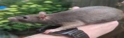 Rat rodents for sale: Rats various breeds male and female in Corby - Advert 3