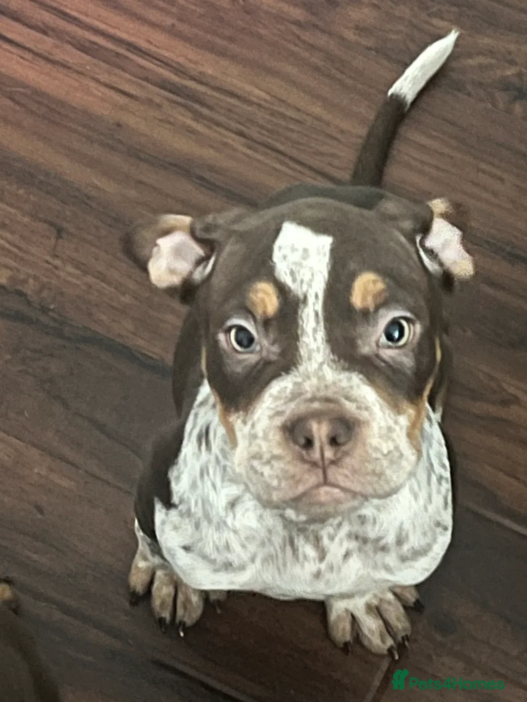 Mixed Breed dogs for sale: Last few remaining looking for forever homes! in Southport - Advert 9