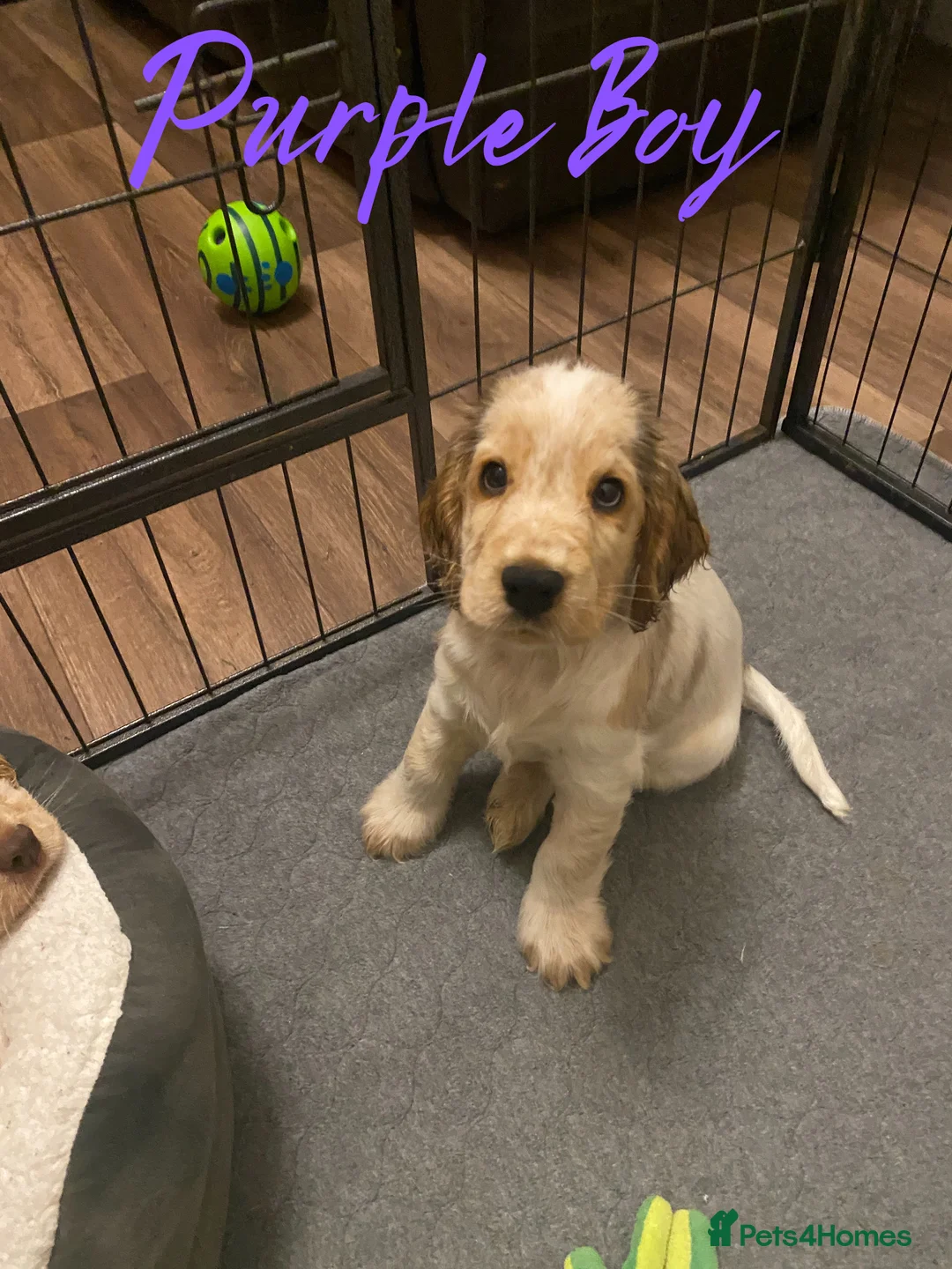 Cocker Spaniel dogs for sale: Stunning Litter of Show Cocker Spaniels  - Advert 30