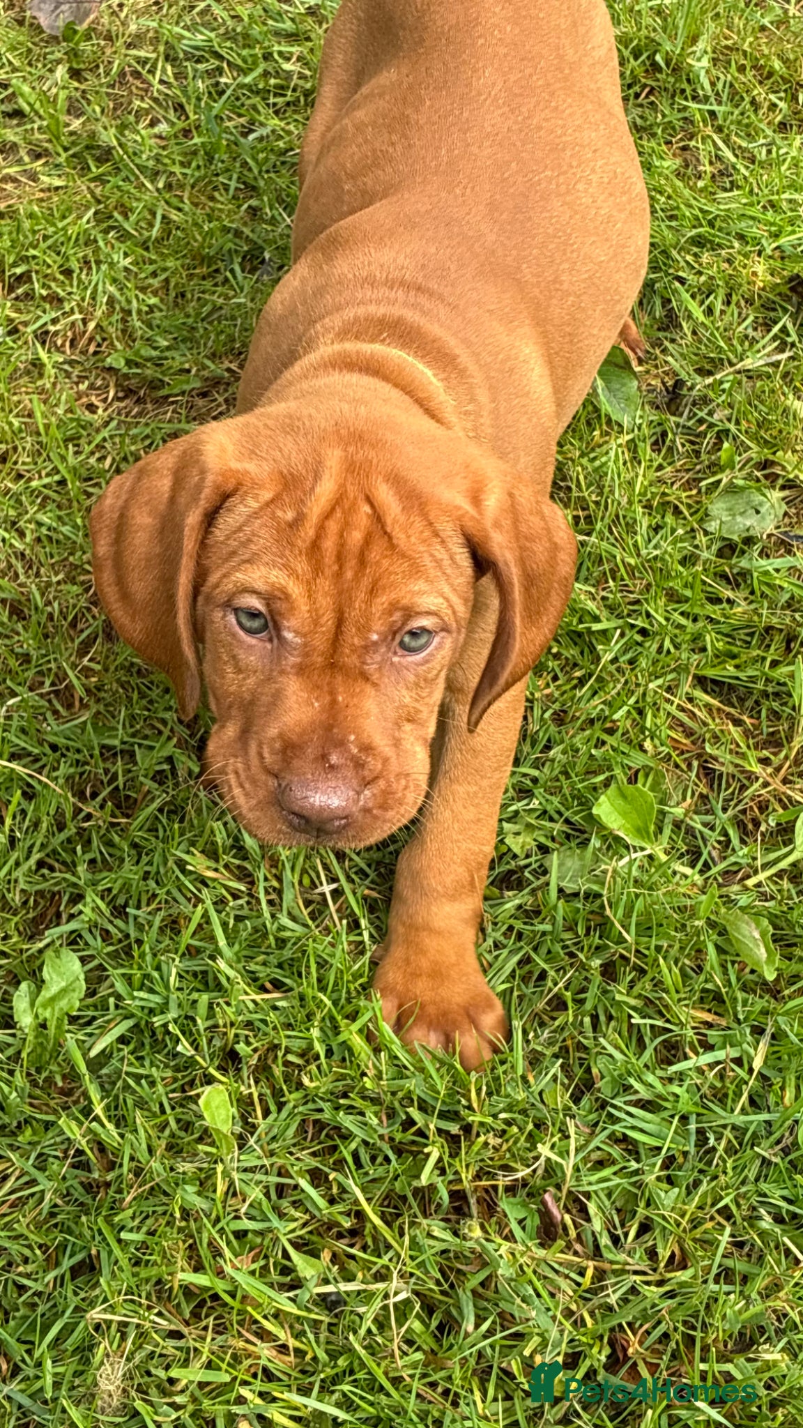 Hungarian Vizsla dogs 🐶Adorable KC Hungarian Vizsla Puppies 💗🩵 - Advert 1