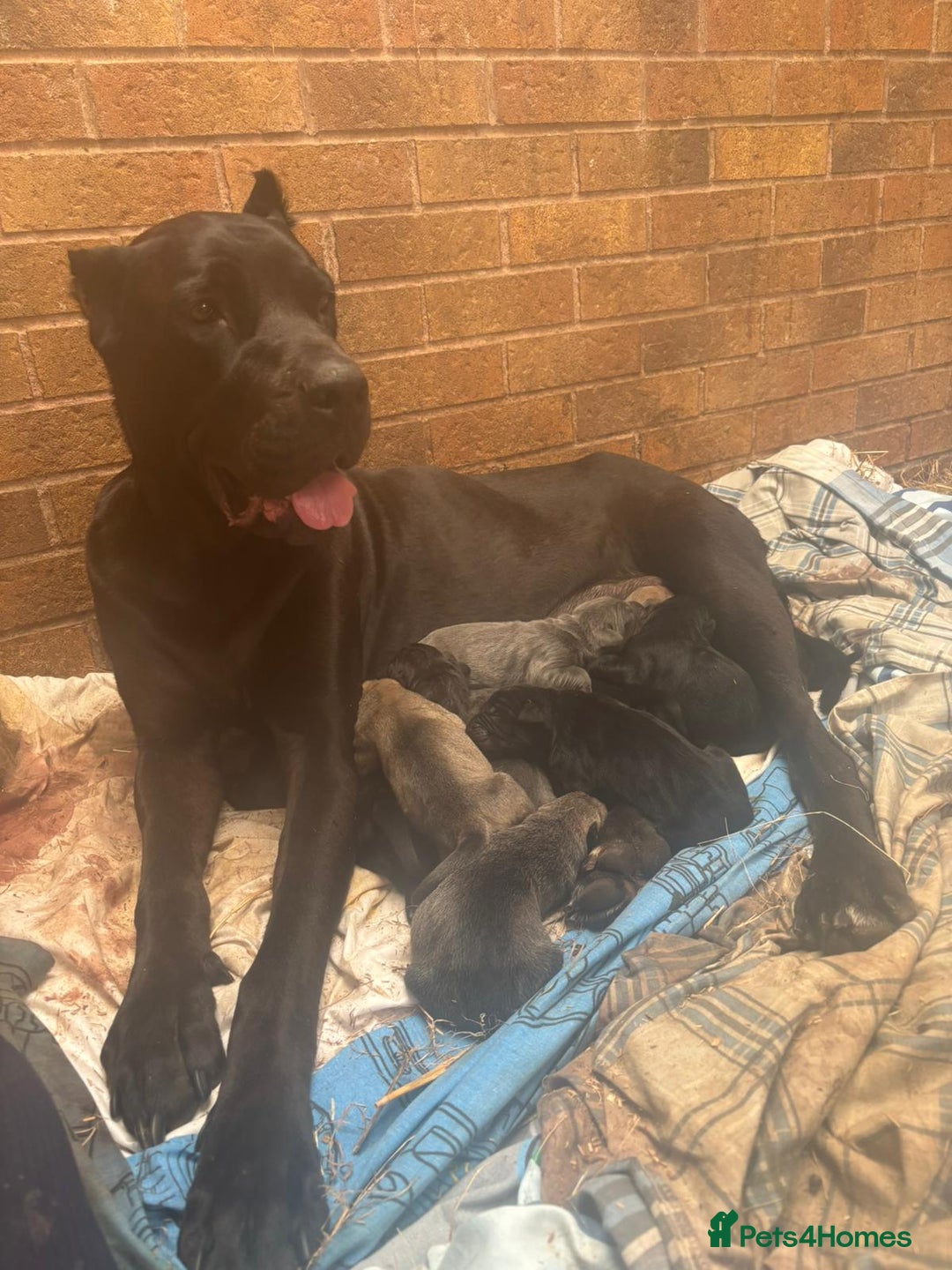 Cane Corso dogs for sale: Cane corso pups - Image 2