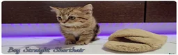 British Shorthair cats for sale: British Blue & Munchkin Kittens & Scottish Fold - Advert 12