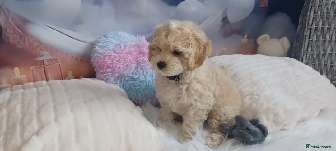 Maltipoo dogs for sale: LAST BOY LEFT F1 Apricot & Cream Toy Maltipoo Pups - Image 6