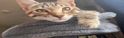 Bengal cats for sale: Female Bengal Kitten for sale  in Northampton - Advert 3