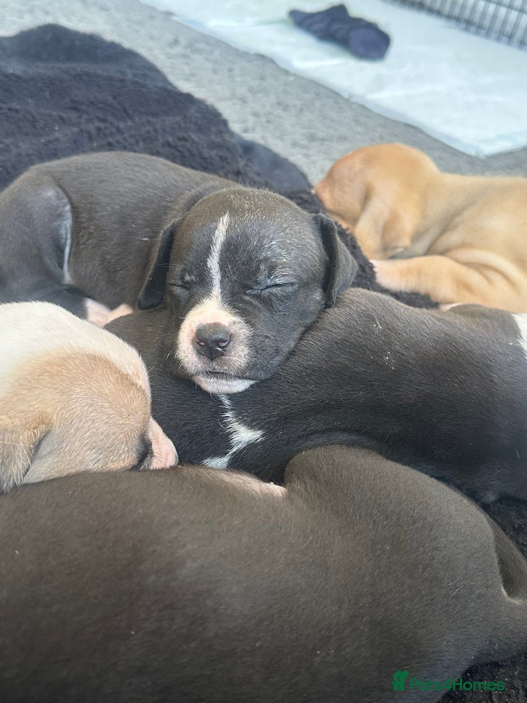 Mixed Breed dogs for sale: Pups for sale - Image 24