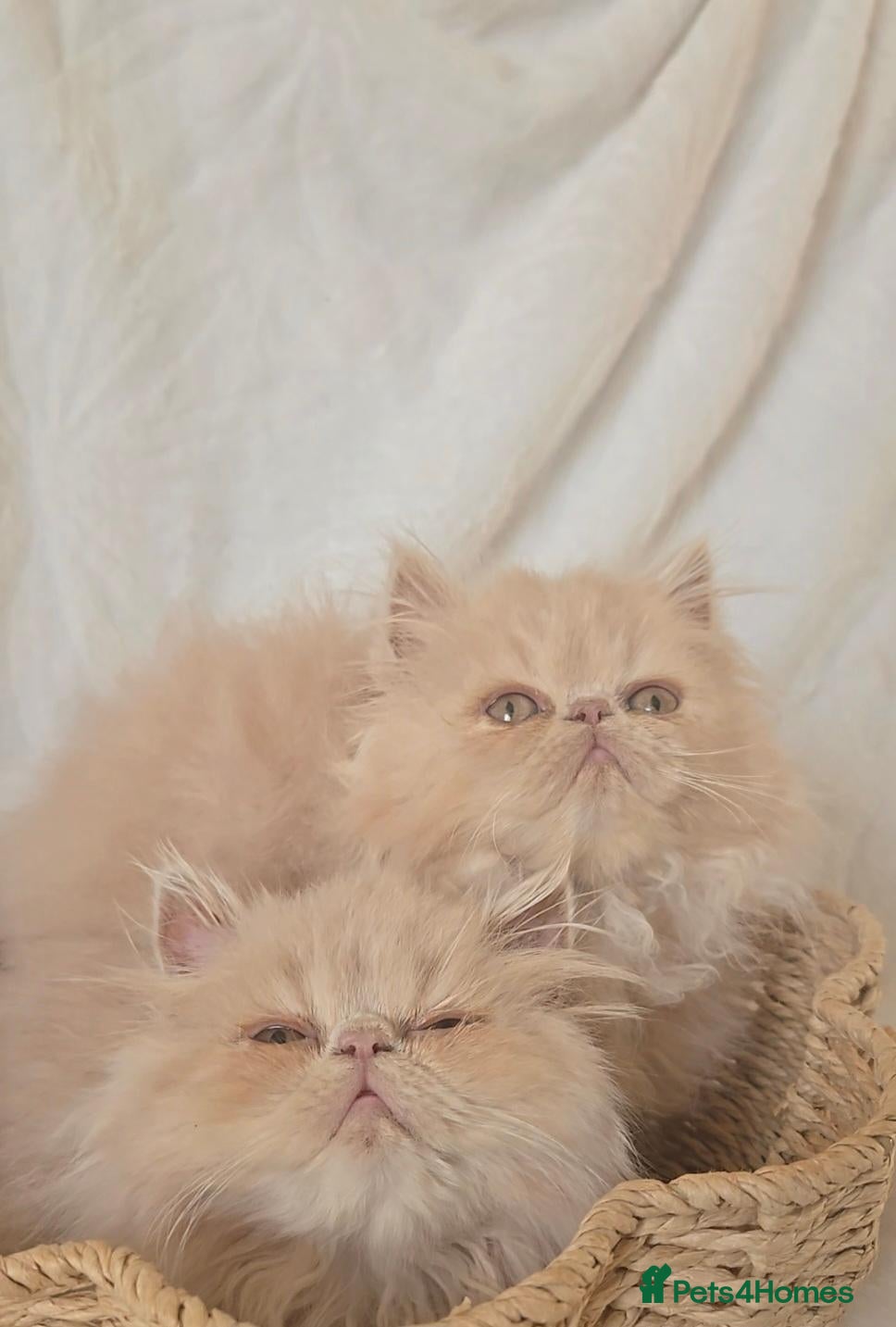 Persian cats 🐾👑 GCCF REGISTERED PERSIAN GIRLs 👑🐾 - Advert 2