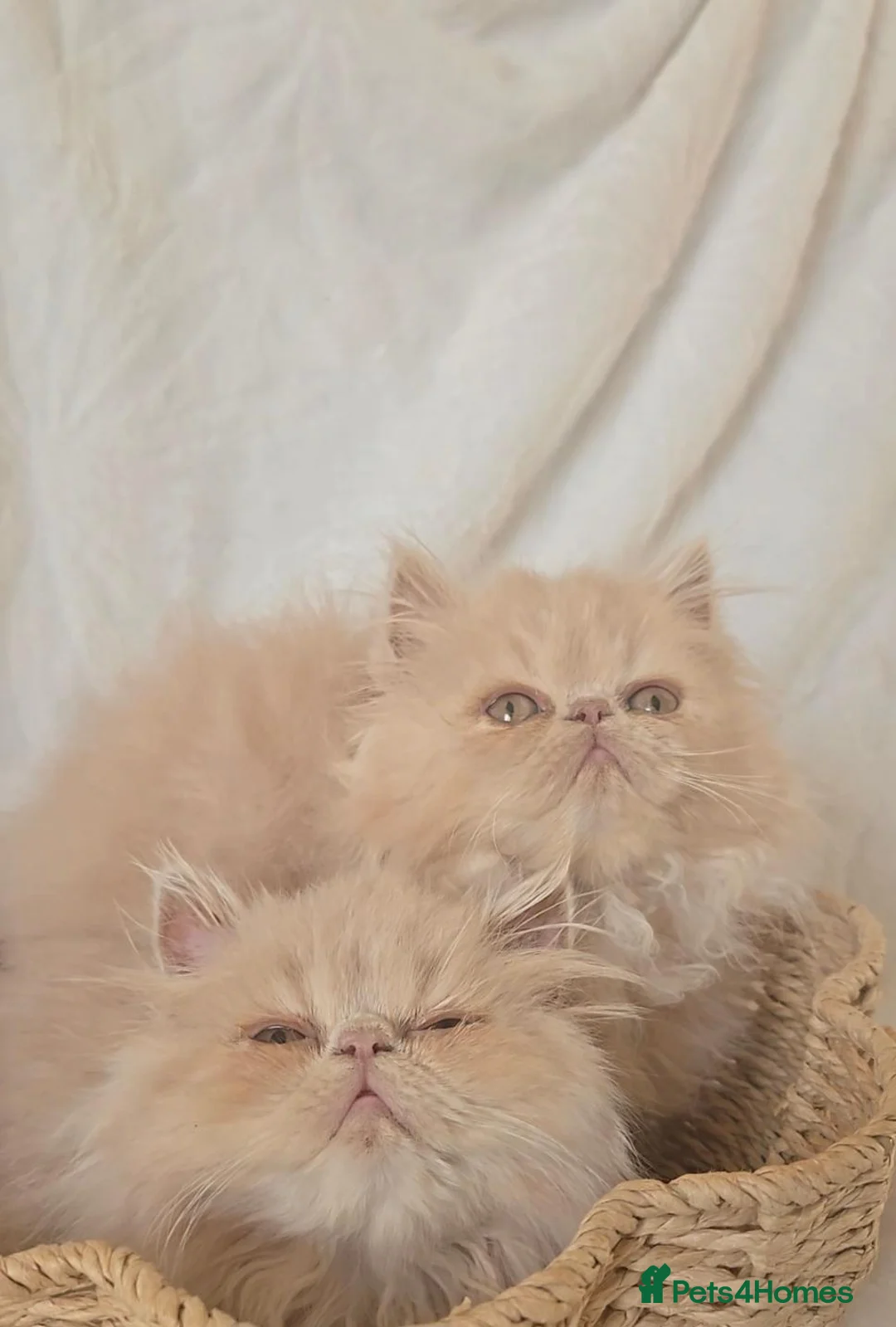 Persian cats for sale: 🐾👑 GCCF REGISTERED PERSIAN GIRLs 👑🐾 - Advert 2