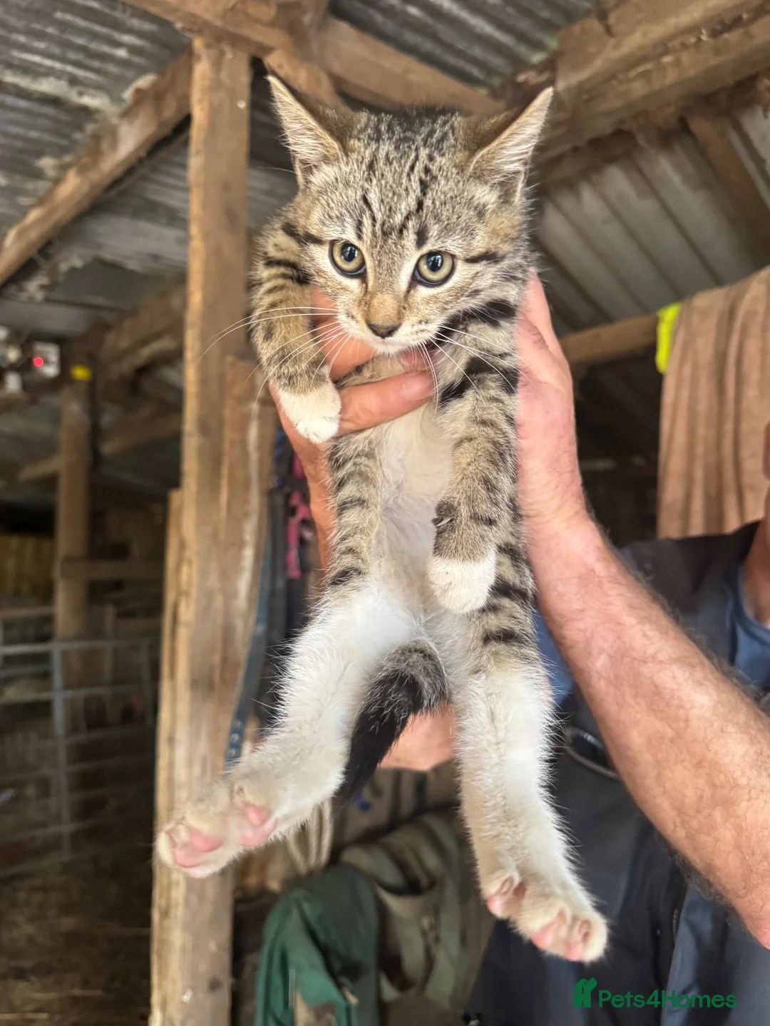 Mixed Breed cats for sale: Farm kittens - Advert 2