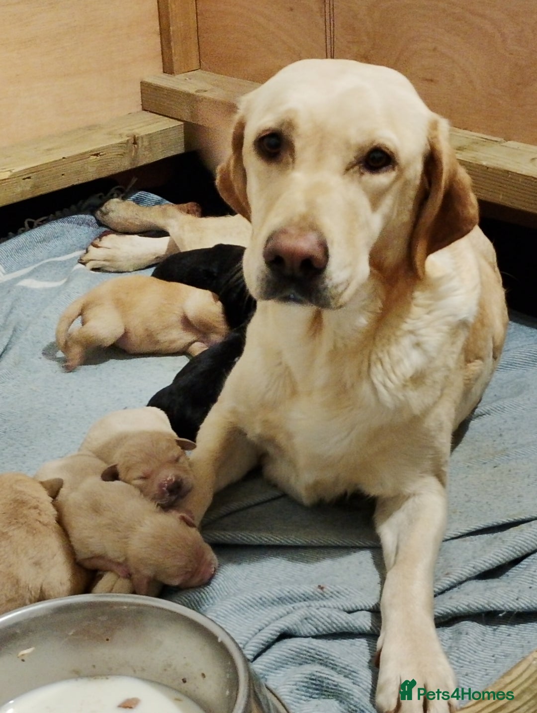 Labrador Retriever dogs for sale: Labrador Puppies for Sale  - Advert 1