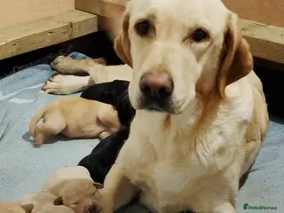 Labrador Retriever dogs Labrador Puppies for Sale - Advert 16