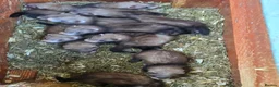 Ferret rodents for sale: Ferret kits ready to leave now - Advert 4