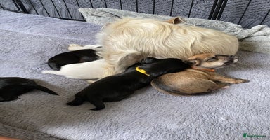 Mixed Breed dogs - Advert 6
