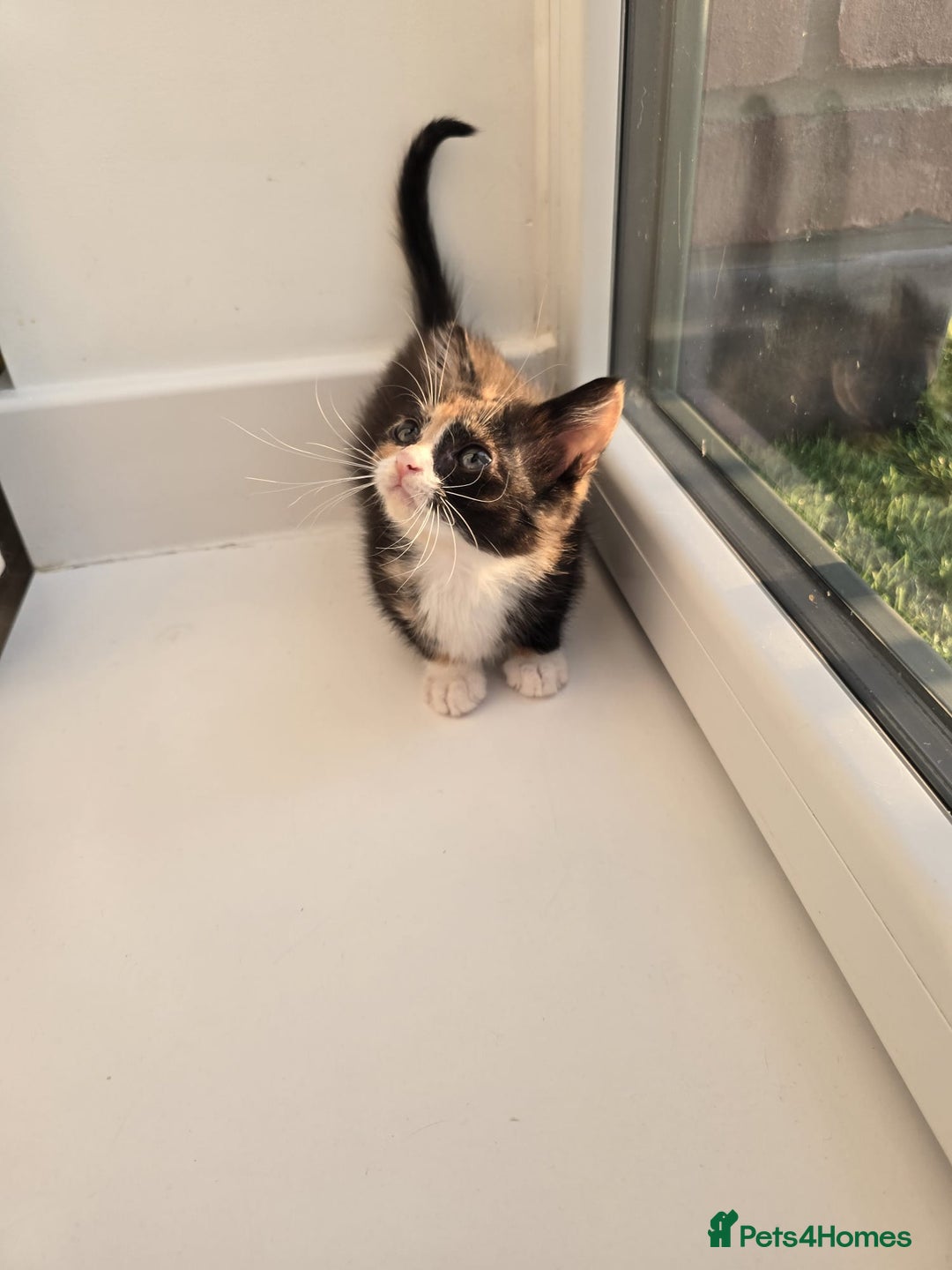 Domestic Shorthair cats for sale: Lovely Kitten to be rehomed - Image 6