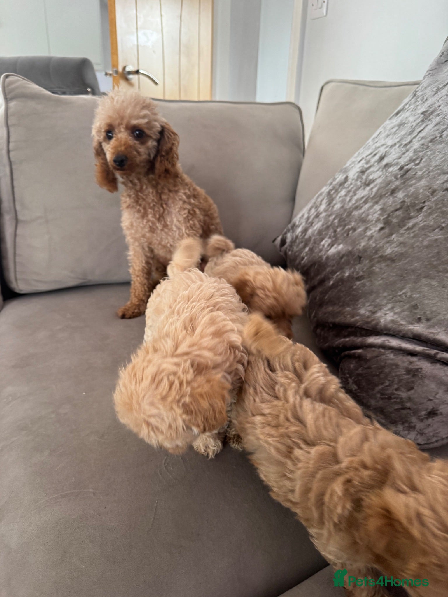 Maltipoo dogs Beautiful litter of red pups small cuteness❤️ - Advert 1