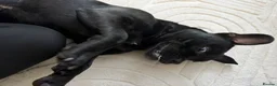 Mixed Breed dogs for sale: 10 months staffy/frenchie  in Doncaster - Advert 5