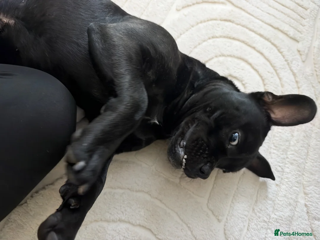 Mixed Breed dogs for sale: 10 months staffy/frenchie  in Doncaster - Advert 5