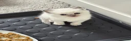 Ragdoll cats for sale: 🐾Beautiful GCCF/TICA Registered Ragdoll Kittens🐾 in Glasgow - Advert 3