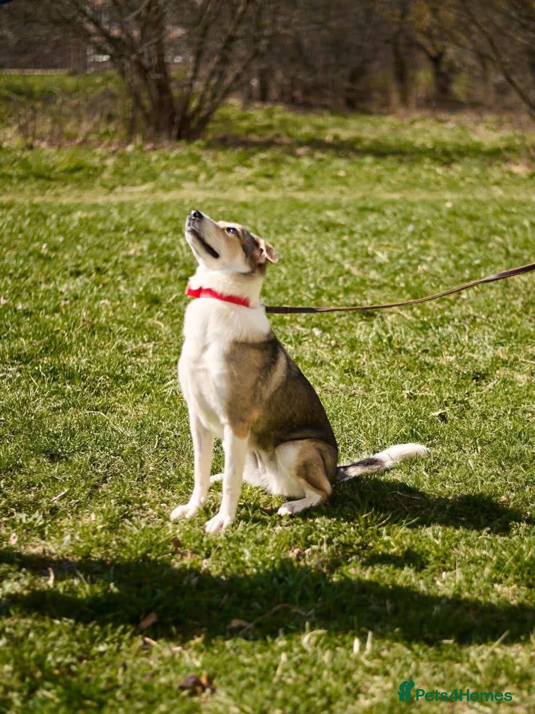 Mixed Breed dogs for adoption: FOSTER/ADOPT:❤️NINA hopes the world can be kind - Advert 15