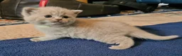British Shorthair cats for sale: GORGEOUS BRITISH SHORTHAIR KITTENS - Advert 5
