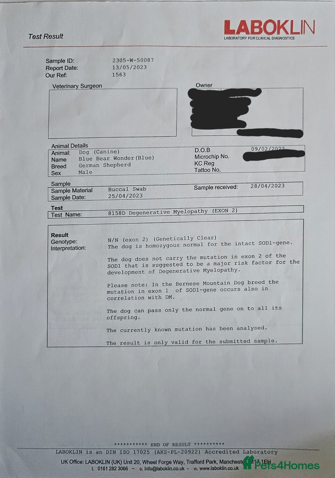 German Shepherd dogs for sale: 💠5 Beautiful healthy KC reg straight back GSP's💠 - Advert 18