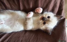 Ragdoll cats for sale: Three Ragdoll kittens - Image 16