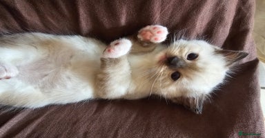 Ragdoll cats - Advert 6