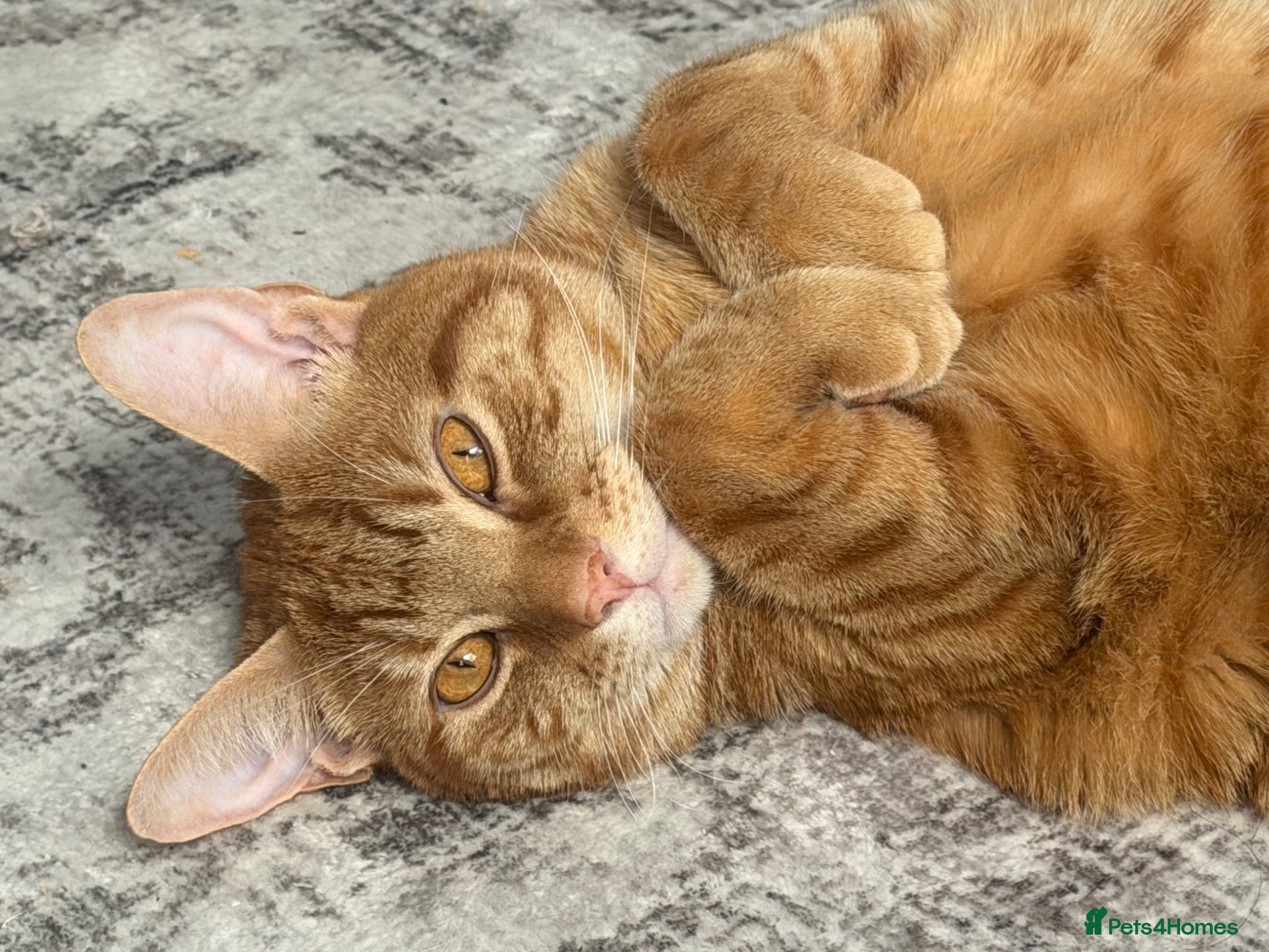 Mixed Breed cats Boy cat  - Advert 1