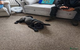 Shar Pei dogs for sale: James, male sharpei, looking for his forever home  - Image 6