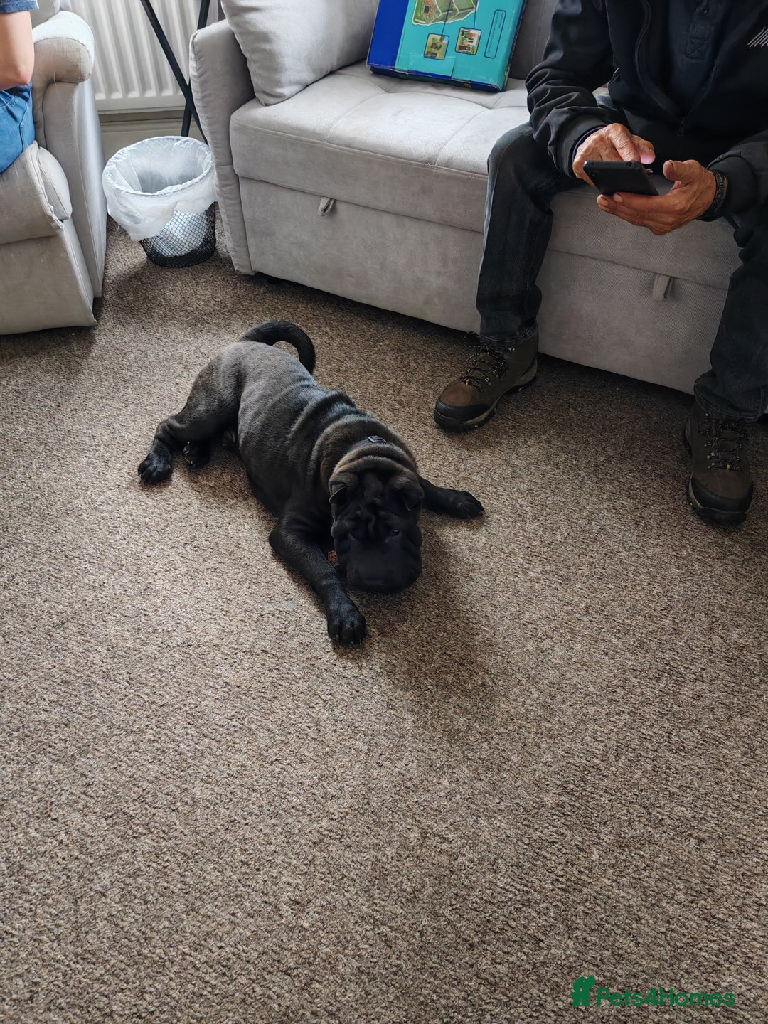 Shar Pei dogs for sale: James, male sharpei, looking for his forever home  - Image 6