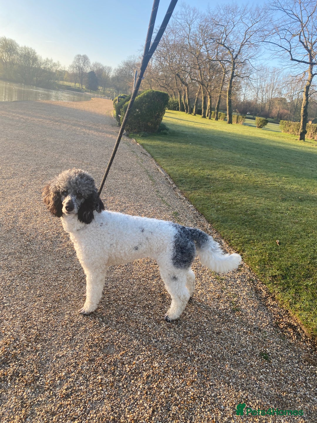 Poodle dogs for sale: Beautiful female merle parti poodle  - Advert 5