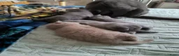 British Shorthair cats for sale: Magnificent Silver pedigree. Gccf registered.   - Advert 7