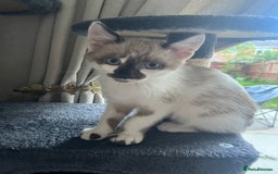 Mixed Breed cats for sale: Bengal x British long hair kittens  - Image 4