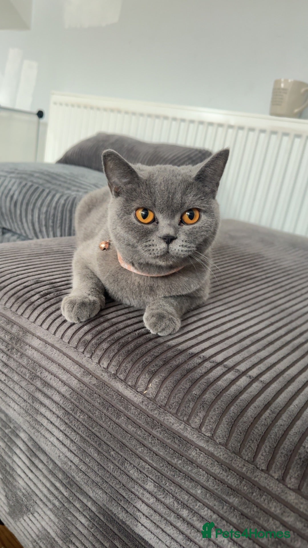British Shorthair cats Poppy - Advert 2