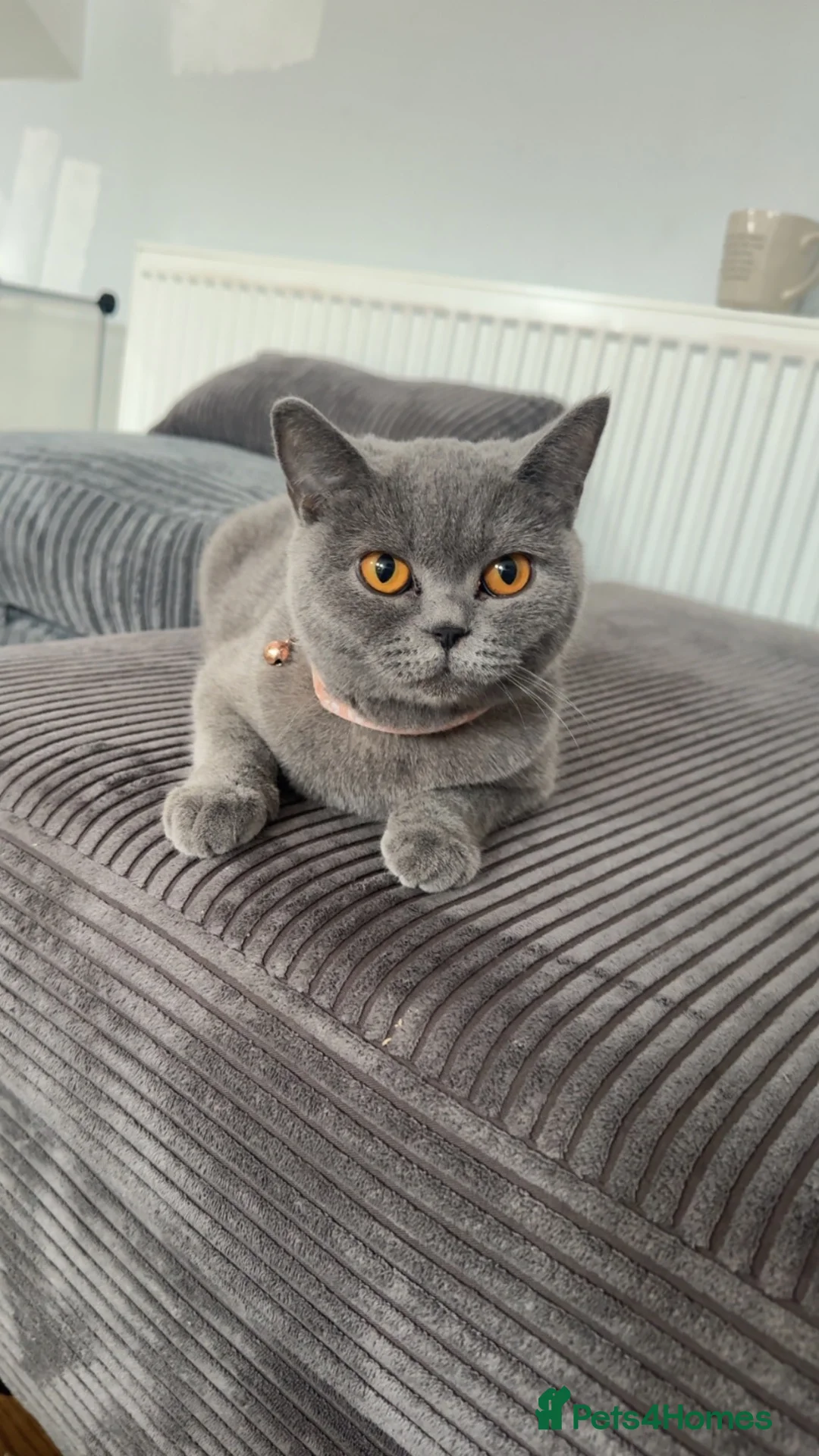 British Shorthair cats for sale: Poppy - Advert 1