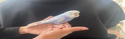 Budgerigars birds for sale: Super hand tamed baby budgies  - Advert 15