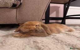 Mini Lop rabbits for sale: Two bonded mini lops for sale  - Image 6