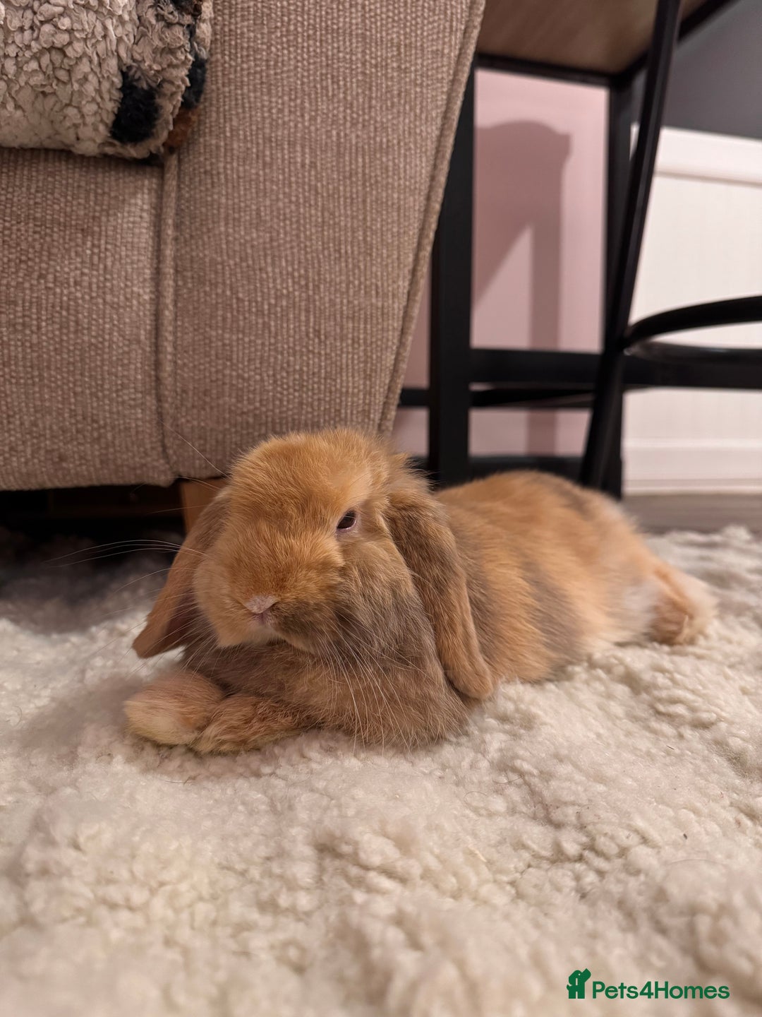 Mini Lop rabbits for sale: Two bonded mini lops for sale  - Image 6
