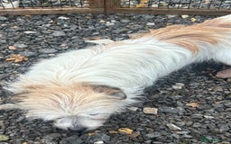 Mixed Breed dogs for sale: Loving female dog looking for a new forever home - Image 3
