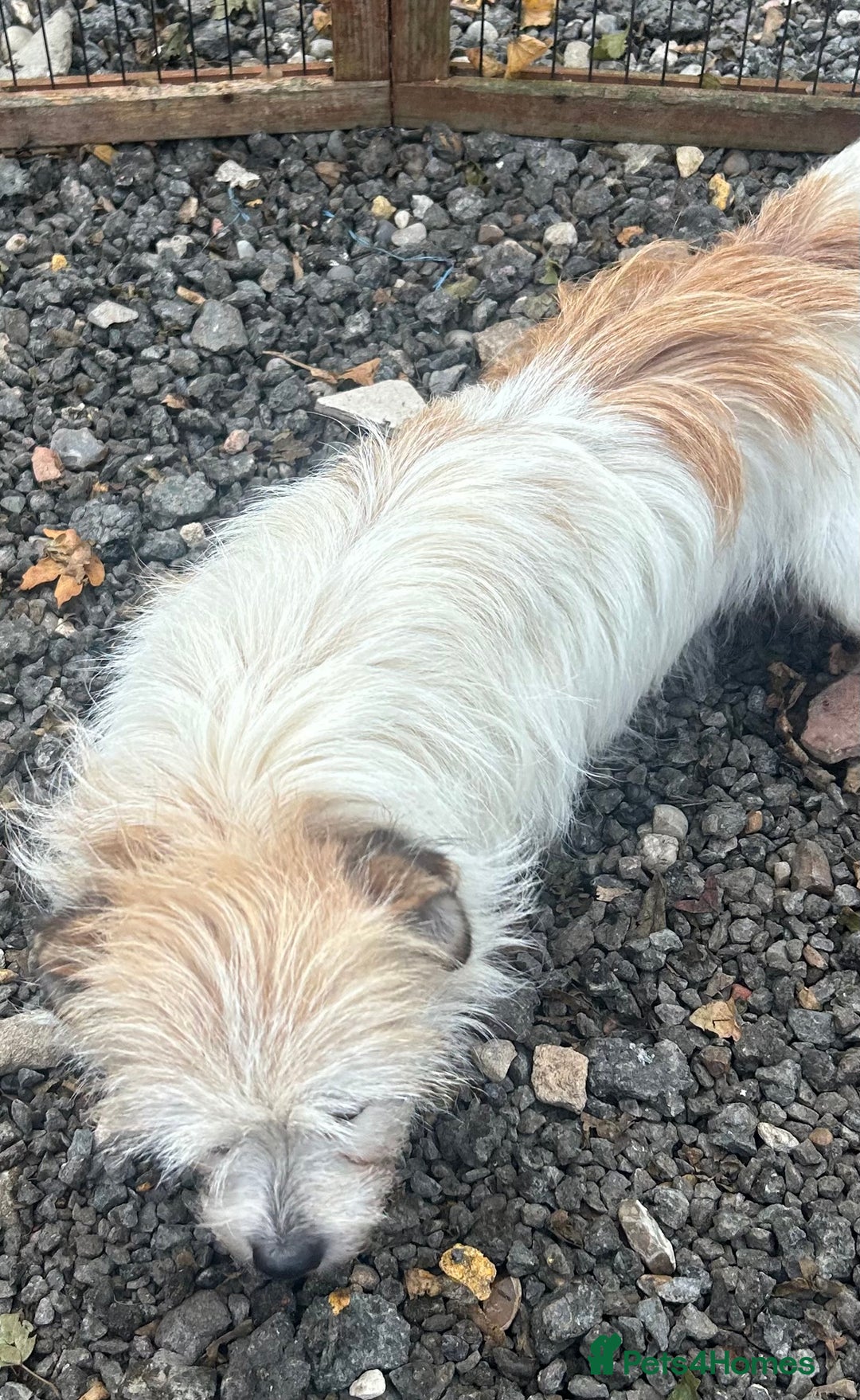 Mixed Breed dogs for sale: Loving female dog looking for a new forever home - Image 3