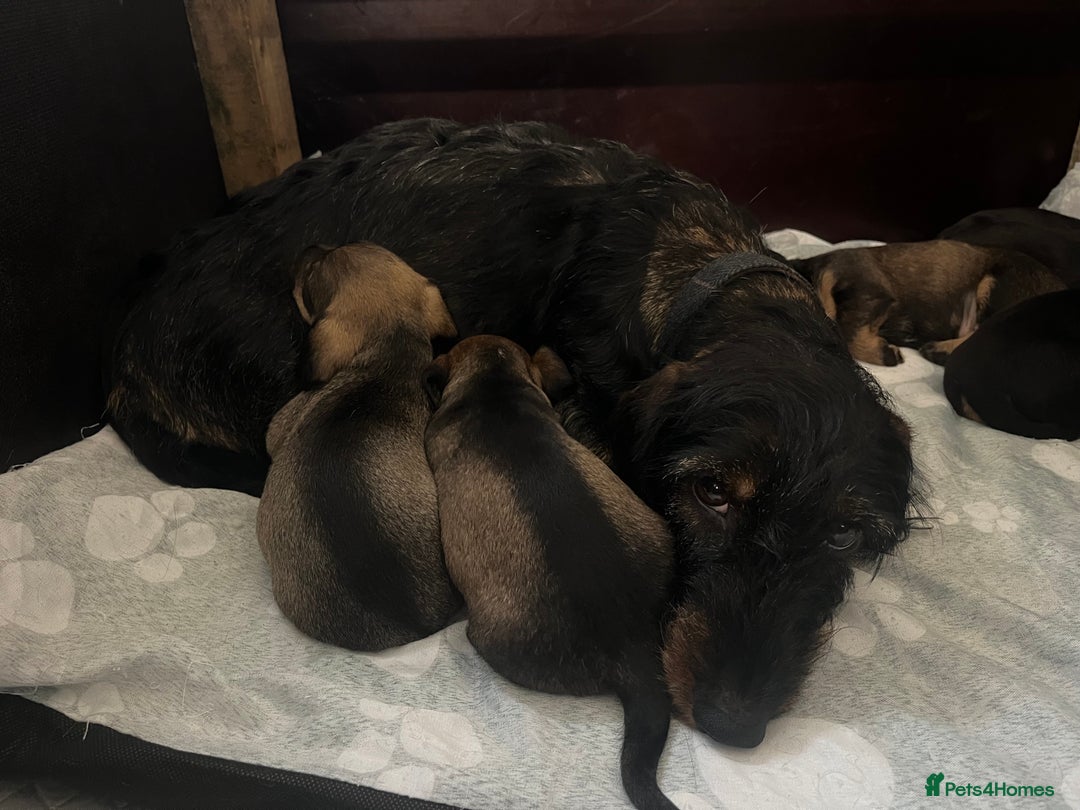 Mixed Breed dogs for sale: 8 beautiful dashaund X Jack Russel puppies  - Image 15